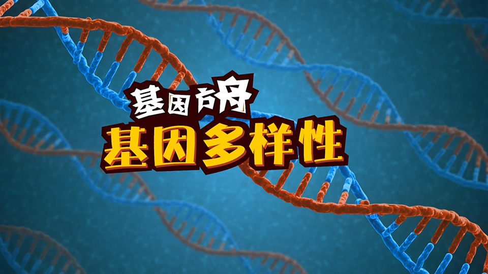 基因方舟 系列二維動(dòng)畫微課之《基因多樣性》