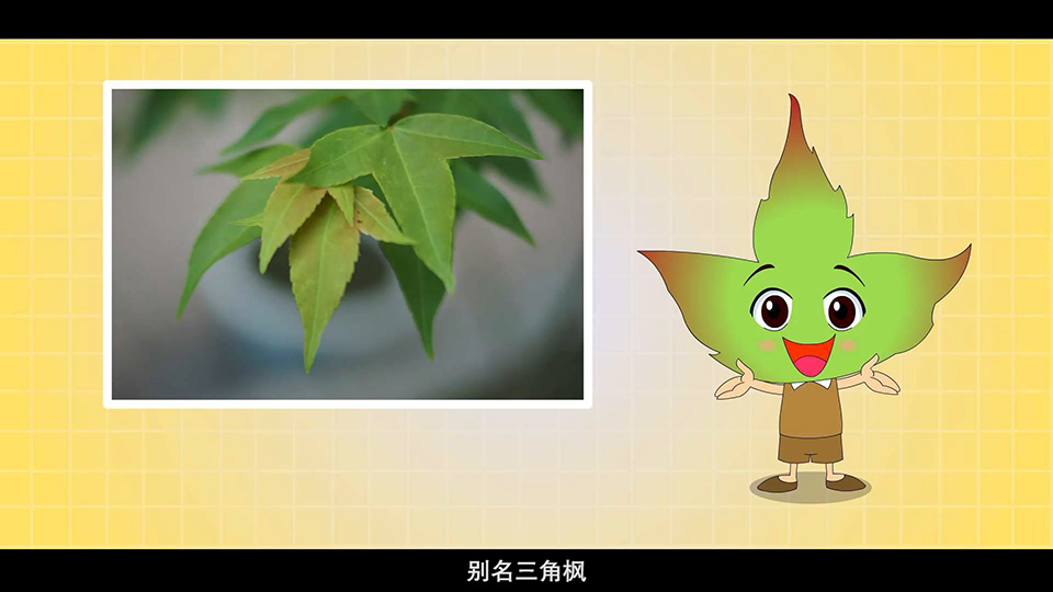 上海市環(huán)境學校 三角槭