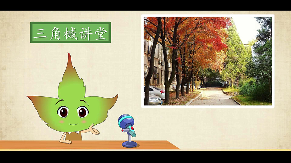 上海市環(huán)境學校 三角槭