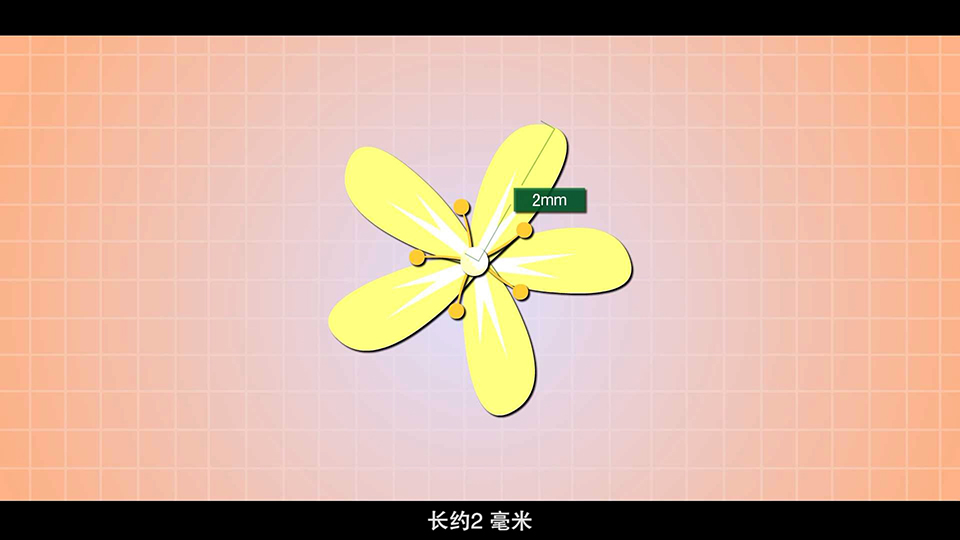 上海市環(huán)境學校 三角槭